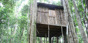 Rosalie Forest Eco Lodge Bamboo Tree House