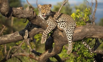 Green World Safaris in Uganda, Rwanda, and Kenya