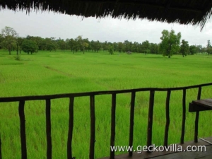 Gecko Villa-Thailand Gecko Villa-Thailand