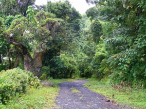 Calabash Mountain Villa – Saint Lucia