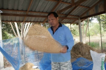 Rice threshing the old fashioned way