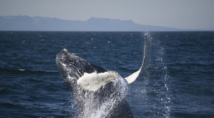 Elding Adventure at Sea-Iceland Elding Adventure at Sea-Iceland