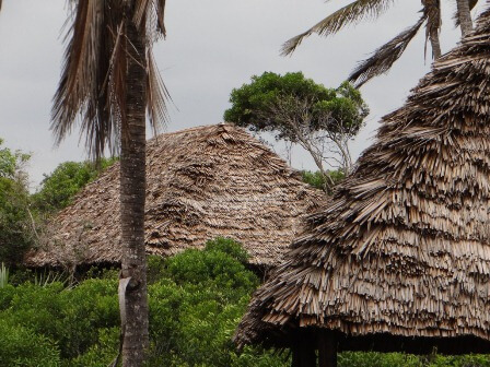 Tembo Kijani in Tanzania