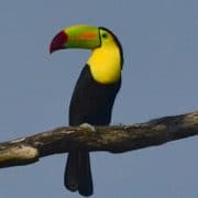 Yoga and Macaw Bank Lodge in Belize