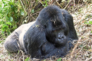 African Jungle Adventures-Rwanda