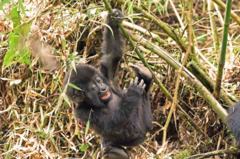 How Eco Tourism Has Saved the Mountain Gorillas in Rwanda How Eco Tourism Has Saved the Mountain Gorillas in Rwanda