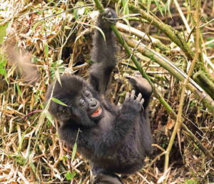 African Jungle Adventures-Rwanda African Jungle Adventures-Rwanda