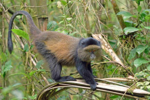 African Jungle Adventures-Rwanda African Jungle Adventures-Rwanda