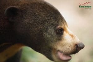 CTC_Sunbear CTC_Sunbear
