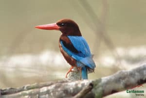 CTC_Whitethroathedkingfisher CTC_Whitethroathedkingfisher