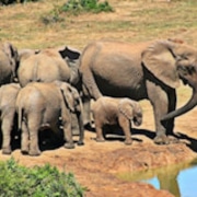 Uganda’s Parks and Wildlife herd of elephants