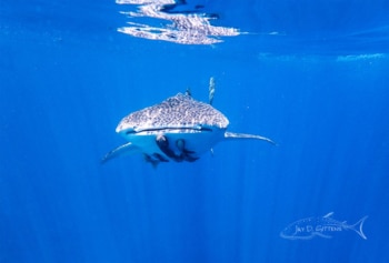 Whale Shark Diaries-Mexico- The endangered gentle whale shark