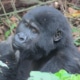Mountain Gorilla Safari