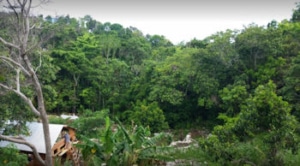 Coffee & Banana farm Coffee & Banana farm