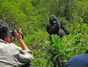 Gorilla Trekking in Bwindi Impenetrable Forest in Bwindi - Uganda Gorilla Trekking in Bwindi Impenetrable Forest in Bwindi - Uganda