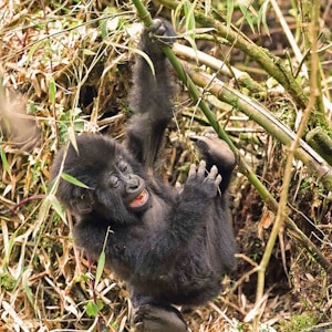Africa Ecotourism - Rwanda - Sustainable tourism illustration