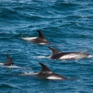 Iceland Eco Tours Elding Adventure at Sea